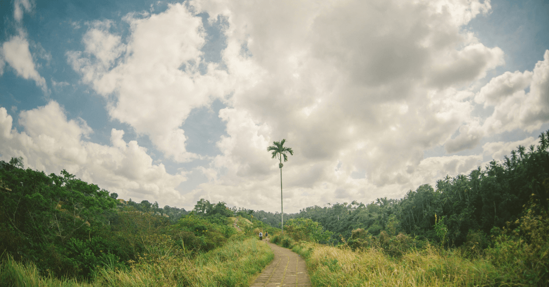 Campuhan Ridge Walk