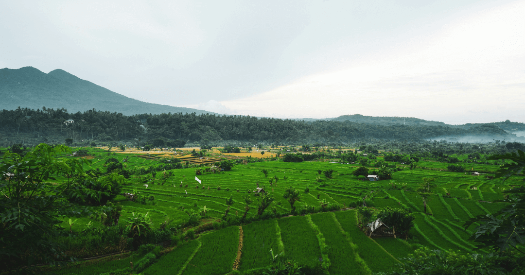 Jatiluwih Green Land