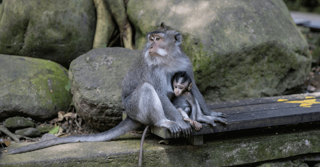 Sacred Monkey Forest Sanctuary