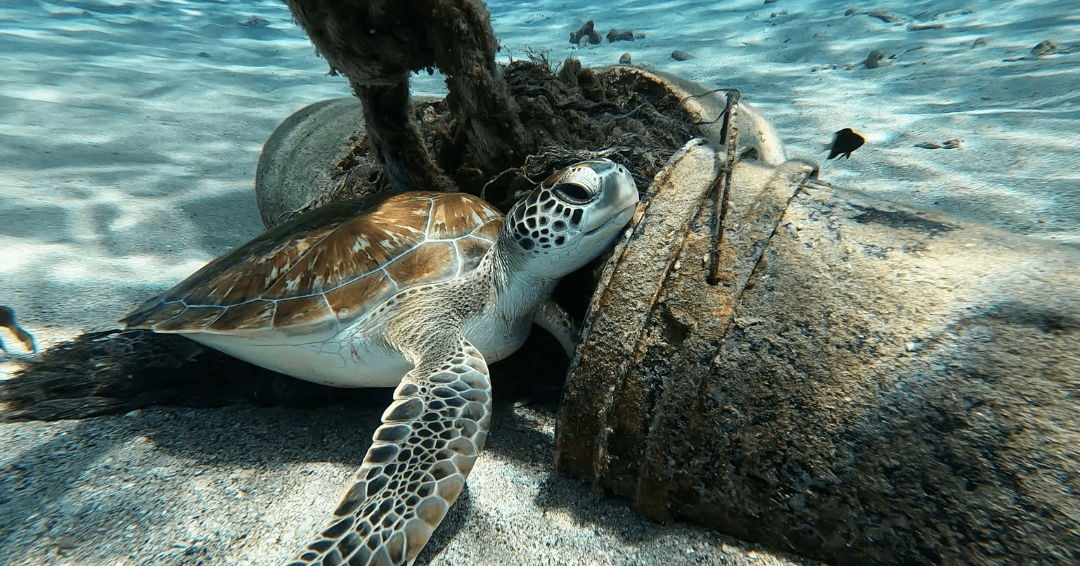 Turtle Conservation and Education Center