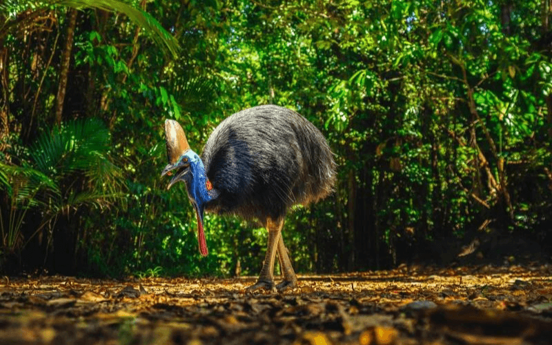 Daintree Rainforest