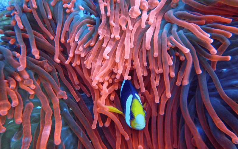 Great barrier reef