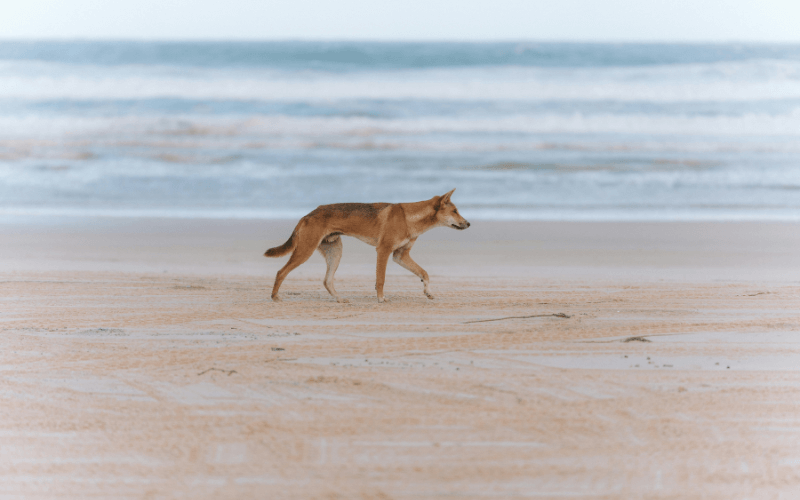 Dingo on k'gari beach