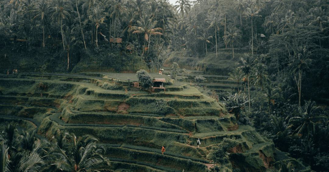 Tegalalang Rice Terrace