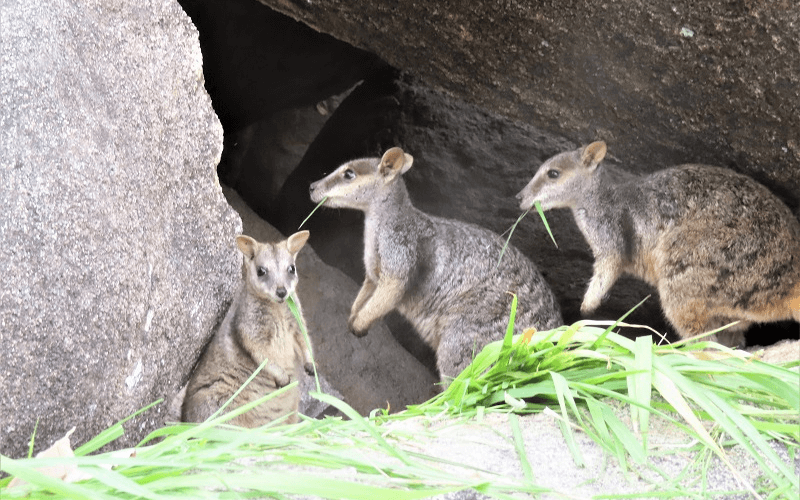 Rock wallabies