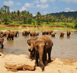 Sri Lanka